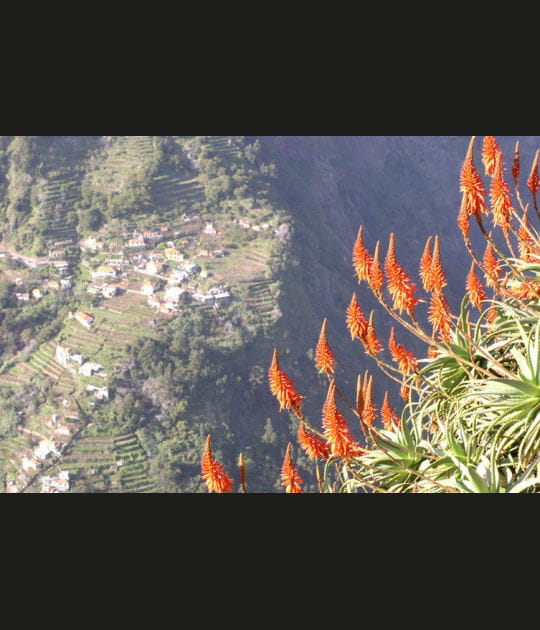 Falaise fleurie &agrave; Funchal