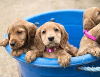 Une vie de chiot : Canaliser son énergie