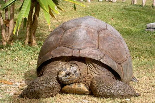 Tortue géante