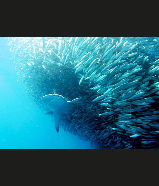 Attaque sur un banc de poissons