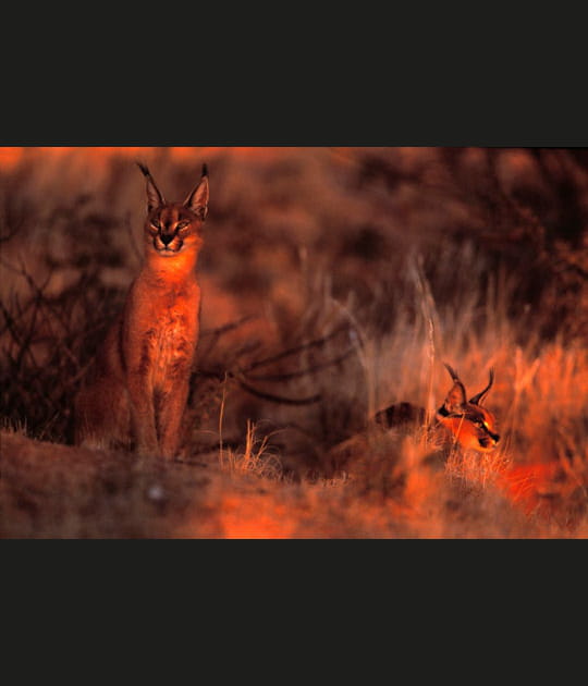 Les caracals du cr&eacute;puscule