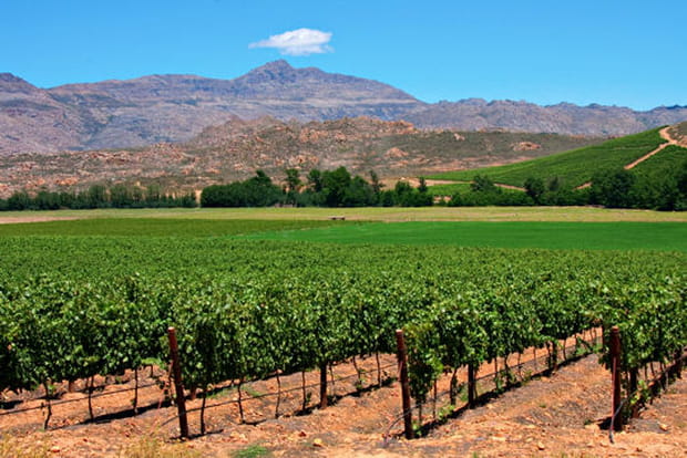 Dans les vignobles sud-africains