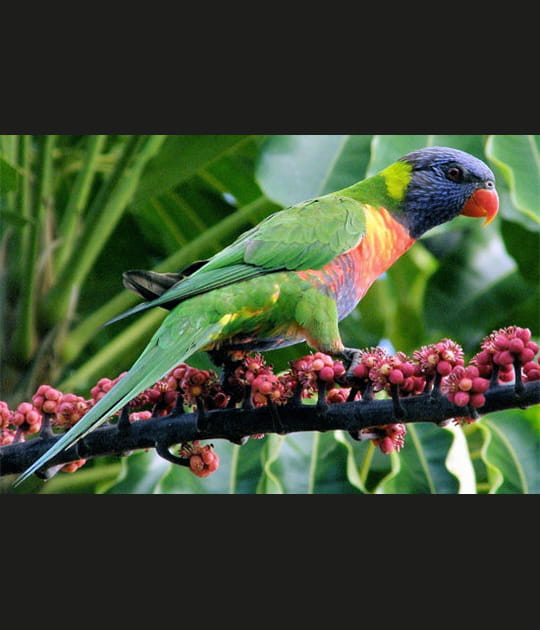 Loriquet arc-en-ciel