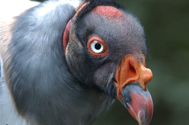 Les secrets des rapaces au Donjon des Aigles
