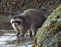 Ratons laveurs, ratons voleurs