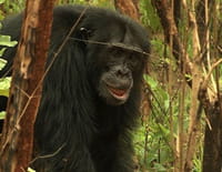 L'évolution en marche : Les chimpanzés à la conquête de la savane