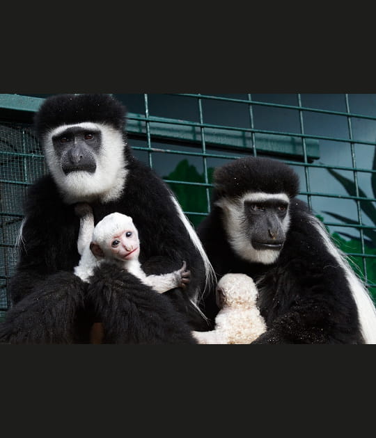 Le b&eacute;b&eacute; colobe, comme un mouton