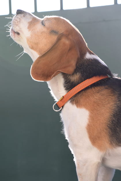 Est-ce que les chiens aboient &agrave; la pleine lune&nbsp;?