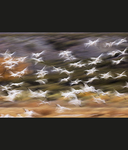 Oies des neiges, Nouveau Mexique