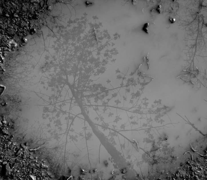 Flaque d'eau