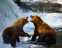 Mon ami Casey : Grizzly contre ours polaire