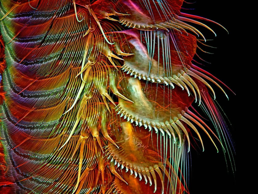 8e&nbsp;: l'appendice d'une crevette de saumure