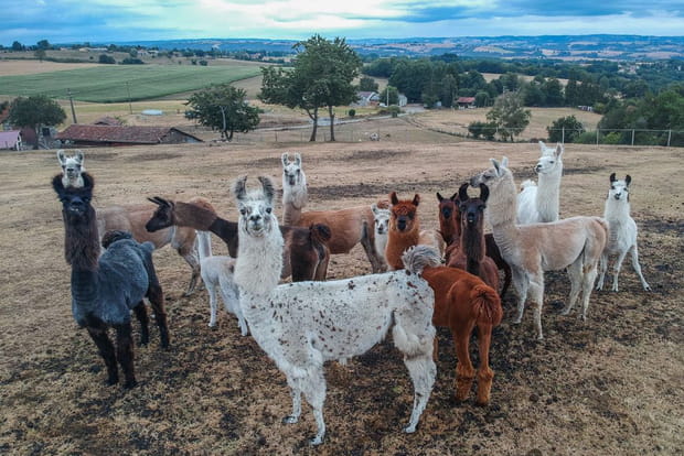Alpagas, lamas, chameaux, chèvres et chevaux dans le Cantal