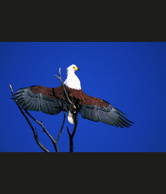 L'aigle p&ecirc;cheur pr&ecirc;t &agrave; s'envoler