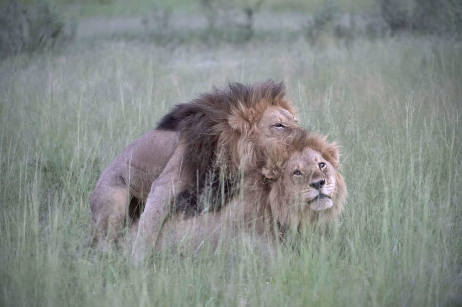 Chez les lions (1/4)