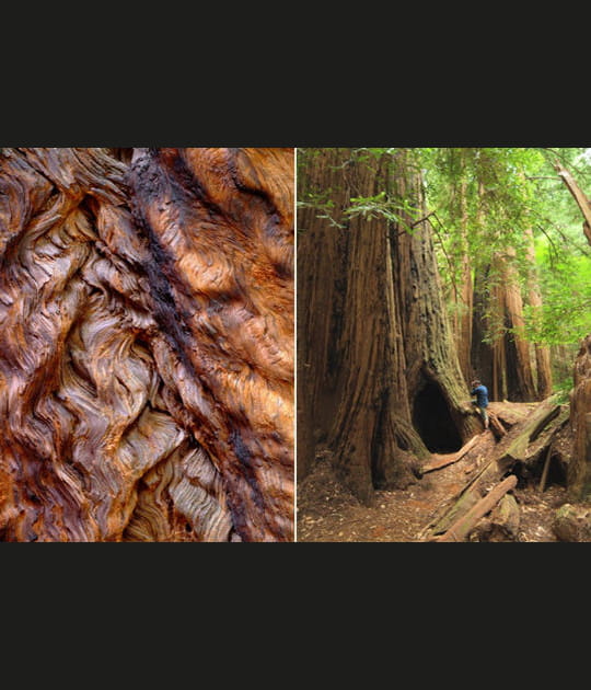 Le s&eacute;quoia des c&ocirc;tes