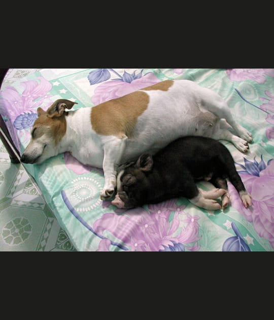 Copains comme cochons