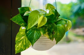 Cette &quot;super-plante&quot; purifie l'air de la maison 30&nbsp;fois plus efficacement que les autres