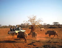 Une saison dans la savane