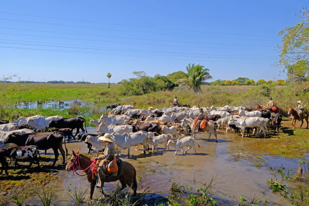 Le Pantanal sud, royaume des pantaneiros