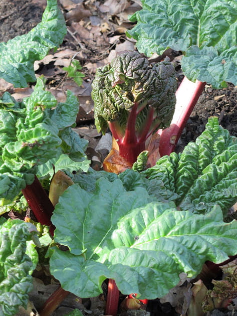 Les feuilles de rhubarbe