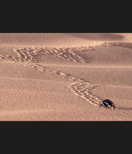 Les traces du scarab&eacute;e