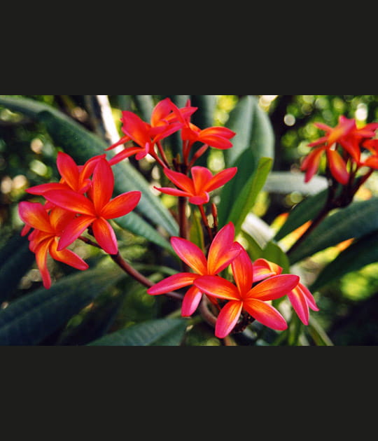 Fleurs de frangipanier