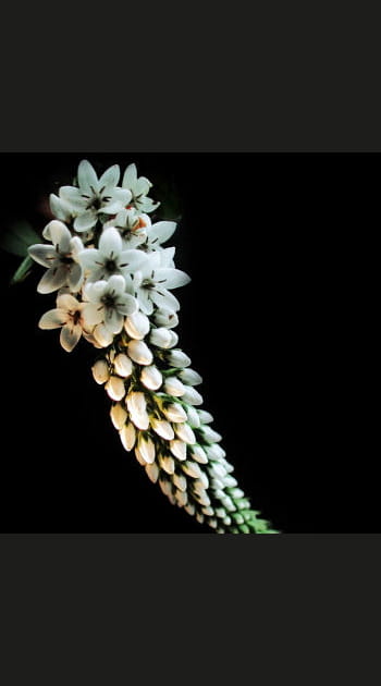 Flore de Belfort, Franche-Comt&eacute;