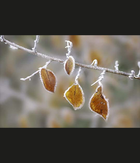 Feuilles d'orme