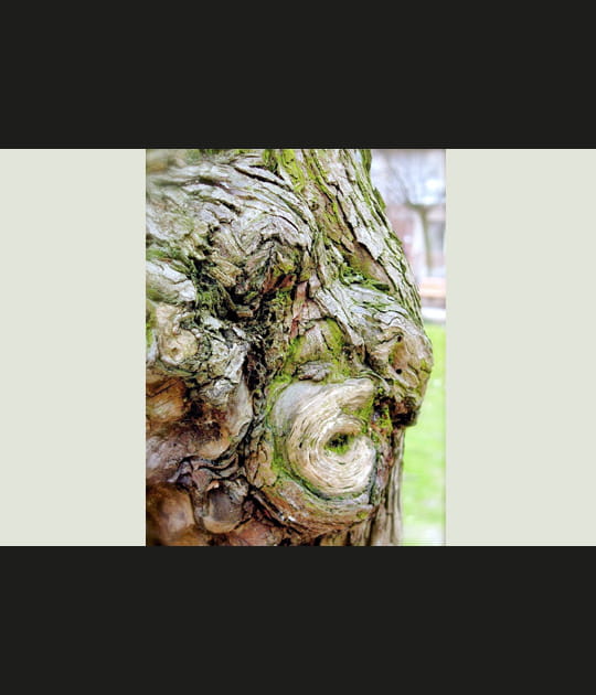 Tronc d'arbre &agrave; visage humain