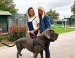 Animaux à adopter : nouvelle famille pour une nouvelle vie