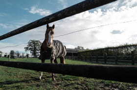 Normandie&nbsp;: l'homme qui a tu&eacute; cinq chevaux condamn&eacute; &agrave; deux ans de prison ferme