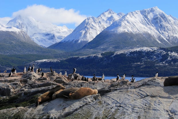 Lions et cormorans en terre de feu