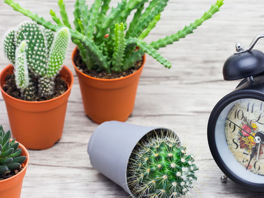 Des plantes &agrave; &eacute;nergie positive
