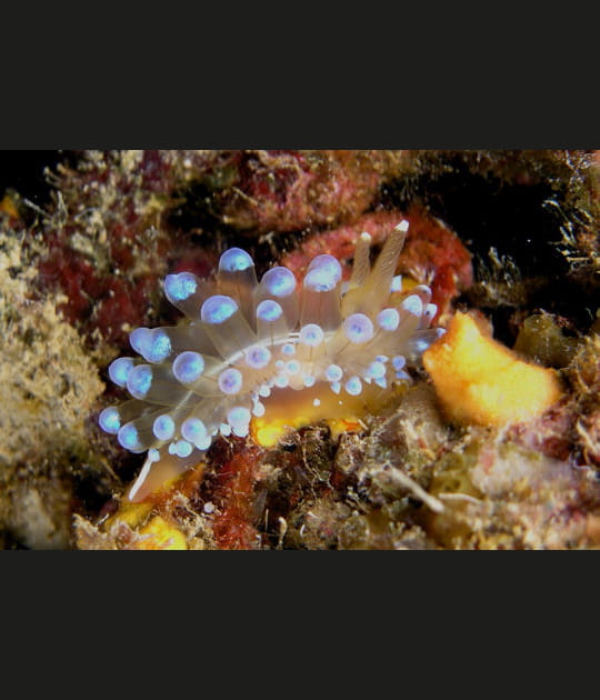 Antiopelle de M&eacute;diterran&eacute;e