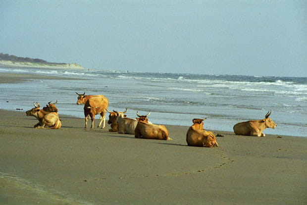 Au repos sur la plage de Cap Skirring