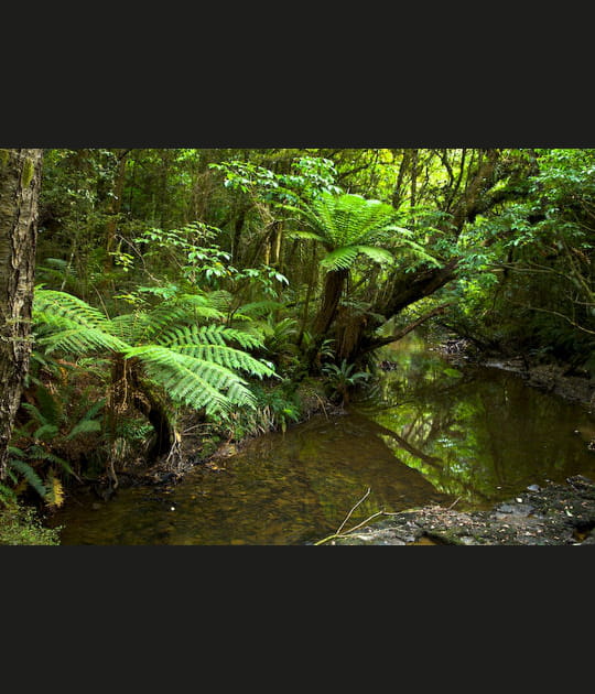 La for&ecirc;t tropicale humide
