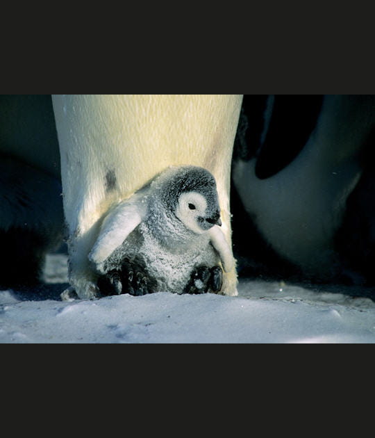 Je d&eacute;couvre le froid