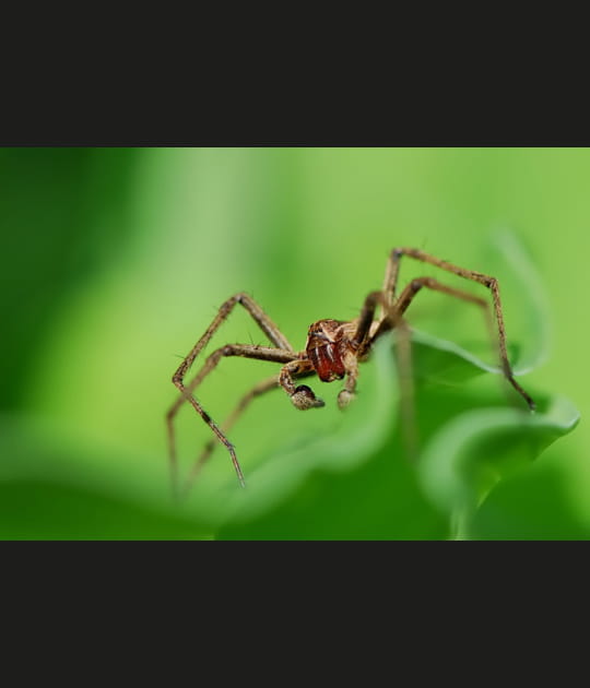 T&ecirc;te &agrave; t&ecirc;te avec l'araign&eacute;e