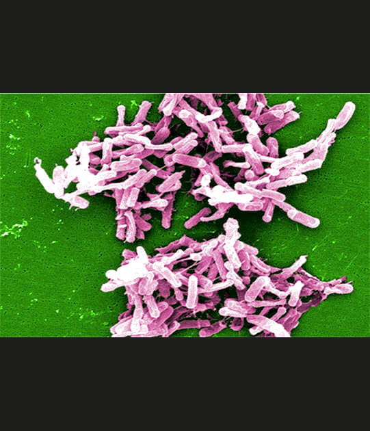 Clostridium difficile&nbsp;: une bact&eacute;rie qui porte bien son nom