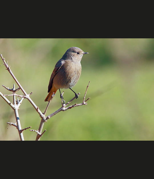 Les oiseaux du M&eacute;jean