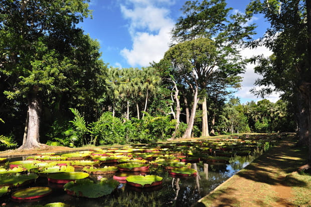 Le jardin Pamplemousse, havre de paix au paradis