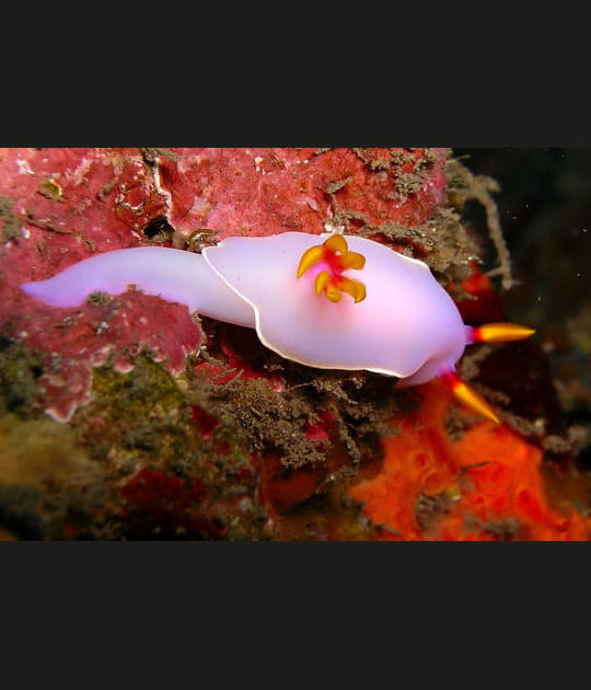 Plus de 3&nbsp;000&nbsp;esp&egrave;ces de nudibranches