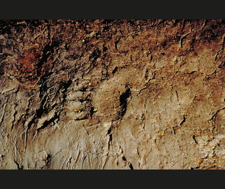 L'empreinte d'un ours des cavernes sur le sol argileux