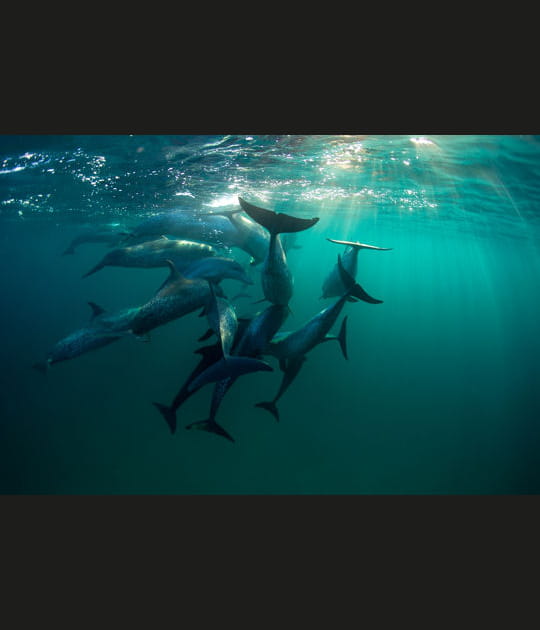 Jeux de dauphins