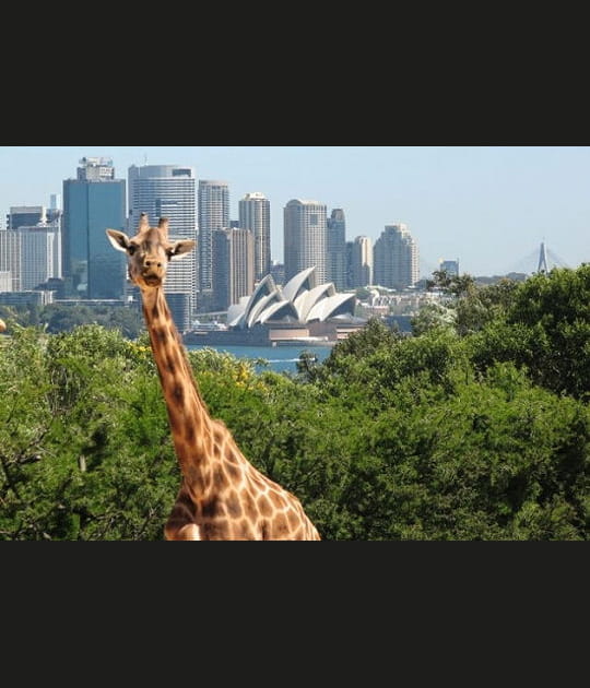 16h&nbsp;: une girafe pose au zoo de Sydney