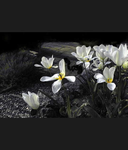 Tulipes au cr&eacute;puscule