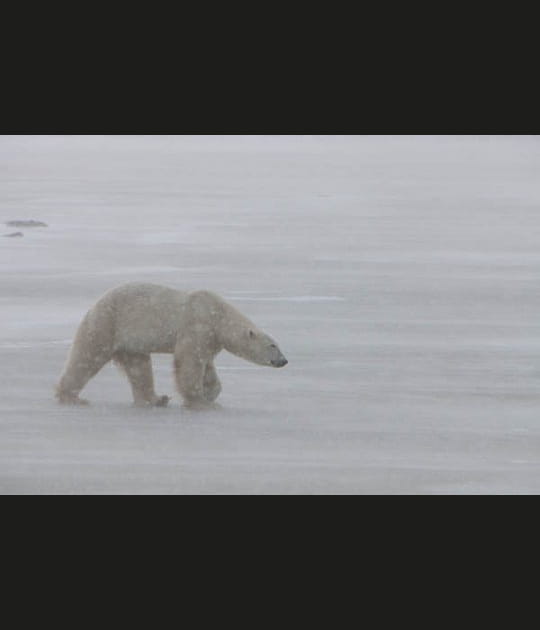 L'ours, le cavalier des banquises