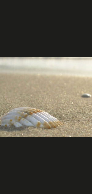 Goran Ivanisevic et le coquillage