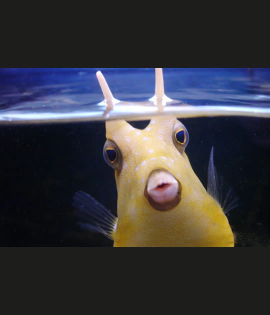 Le poisson vache
